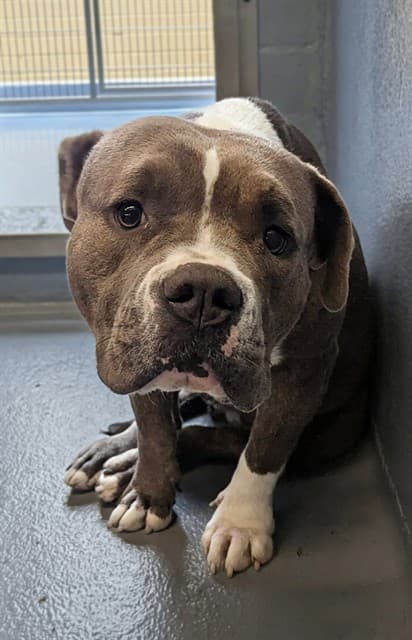 Victoria, a Pit Bull Terrier, available for adoption