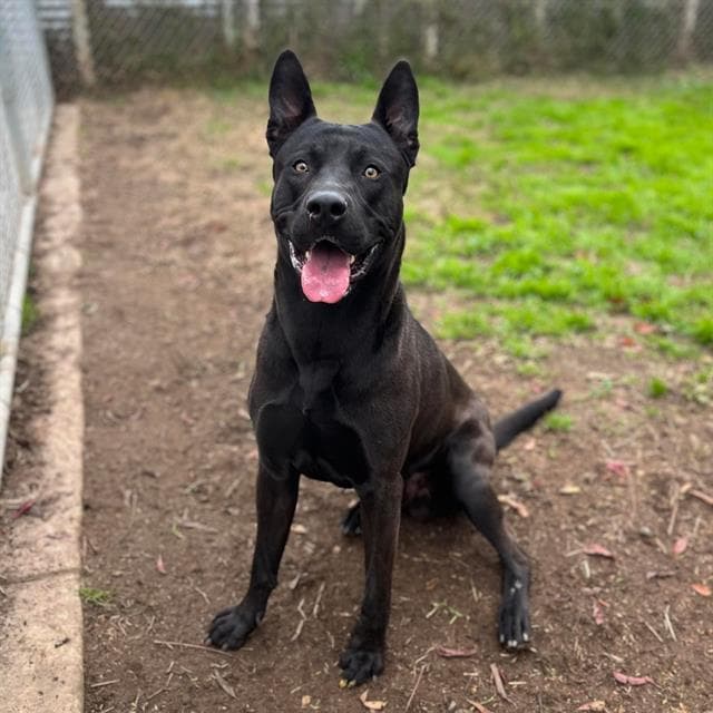 Bruno, a German Shepherd, available for adoption