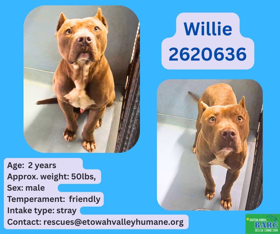 Willie, a American Staffordshire Terrier, available for adoption