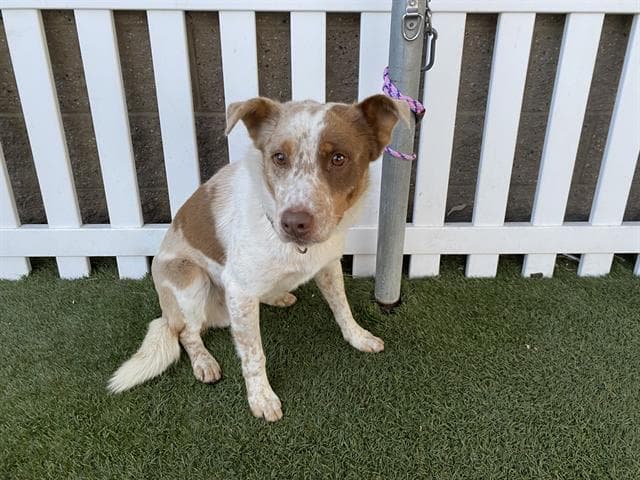 Rockstar, a Australian Shepherd, available for adoption