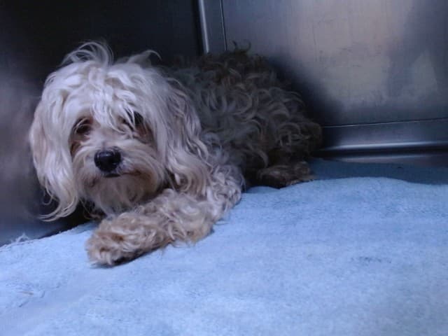 Lucy, a Shih Tzu, available for adoption