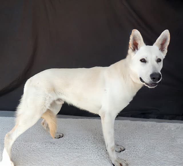 Vanilla, a German Shepherd, available for adoption