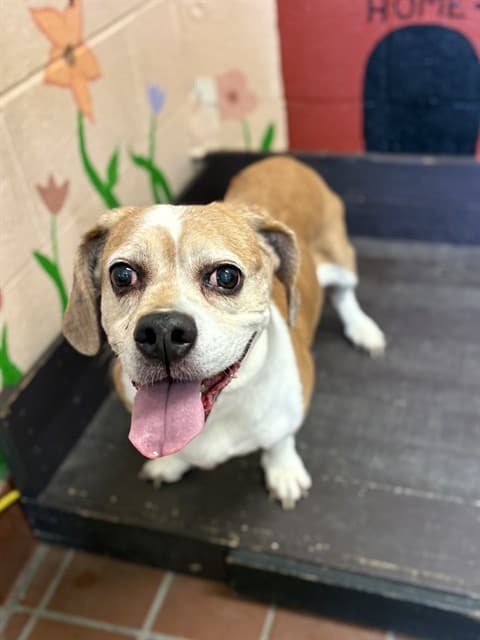 Little Miss Milli, a Basset Hound, available for adoption