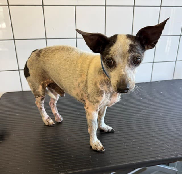 Skipper, a Chihuahua, available for adoption