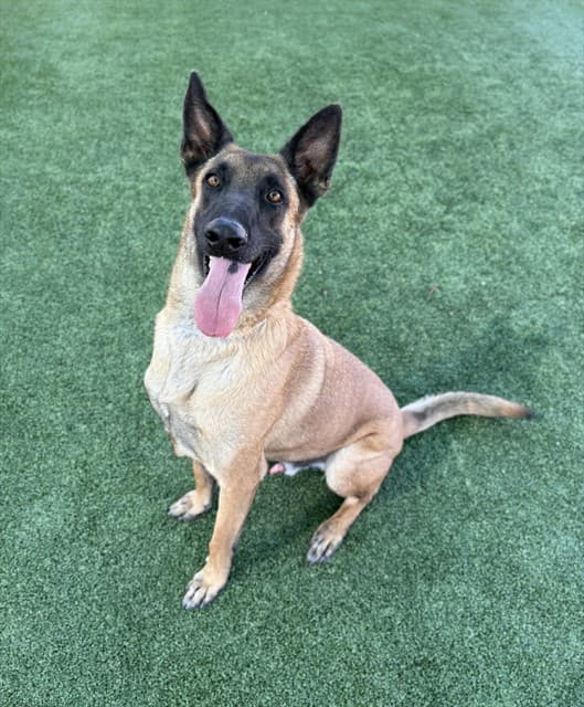 Dino, a Belgian Shepherd Malinois, available for adoption