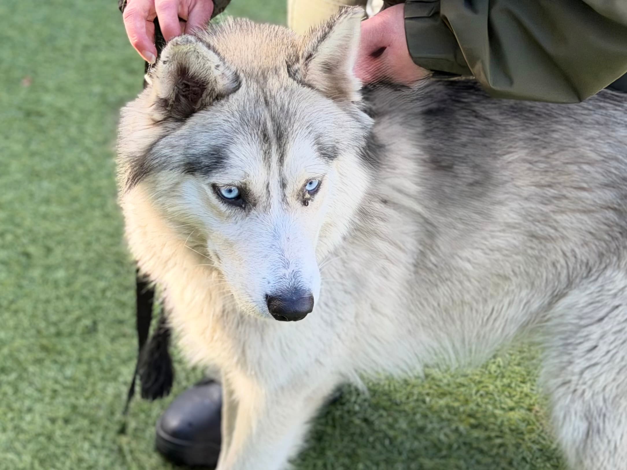 Kara, a Alaskan Malamute, available for adoption