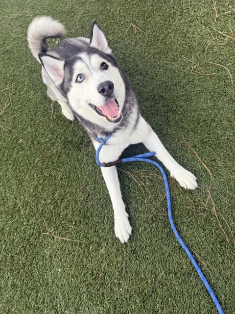 Jasper, a Siberian Husky, available for adoption
