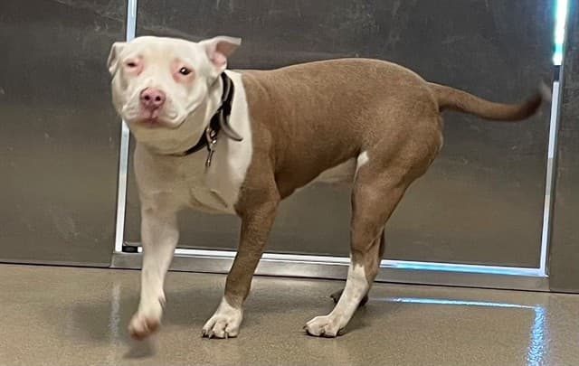 Boostack, a Pit Bull Terrier, available for adoption