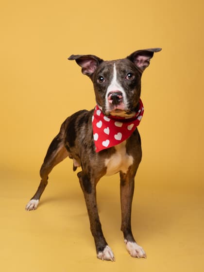 Eggbert, a Terrier, available for adoption