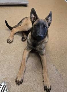 Knox, a Belgian Shepherd Malinois (mix breed), available for adoption