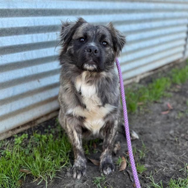 Alfie, a Australian Cattle Dog/Blue Heeler, available for adoption