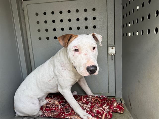 Lamy, a Bull Terrier, available for adoption